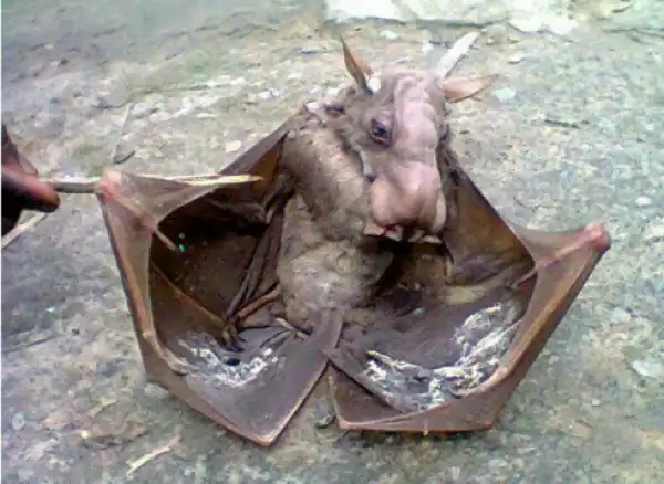 So Strange!! Enigmatic Bat With A Horse-Like Face Found In Fish Pond In Warri Today [See Photos]